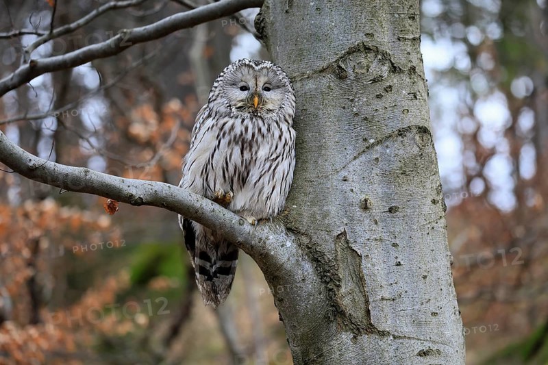 Hawk owl (Strix uralensis), adult, in winter, on tree, on tree trunk, Bohemian Forest, Czech Republic, Europe, Germany