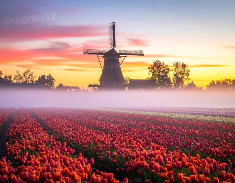 Fog covered landscape in sunrise with tulip fields and windmill in background, AI generated