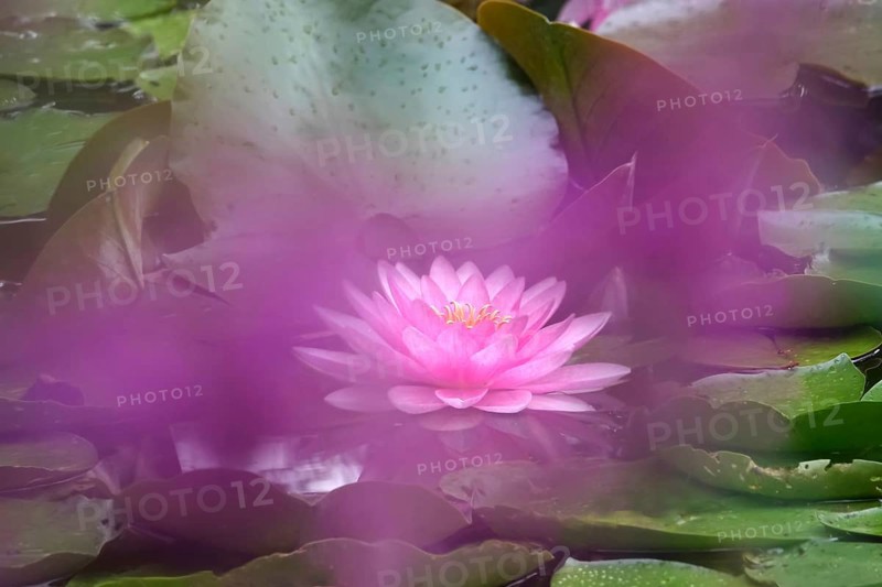Picturesque water lily, summer, Germany