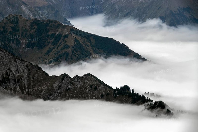Ridge with conifers sticking out of fog, Allgäu Alps, near Oberstdorf, Oberallgäu, Allgäu, Bavaria, Germany