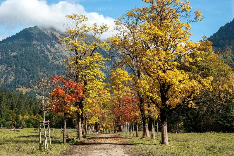 Autumn atmosphere, avenue with autumn-colored sycamore trees, Stillach Valley, near Heini-Klopfer Skiflugschanze, Oberstdorf, Oberallgäu, Allgäu, Bavaria, Germany