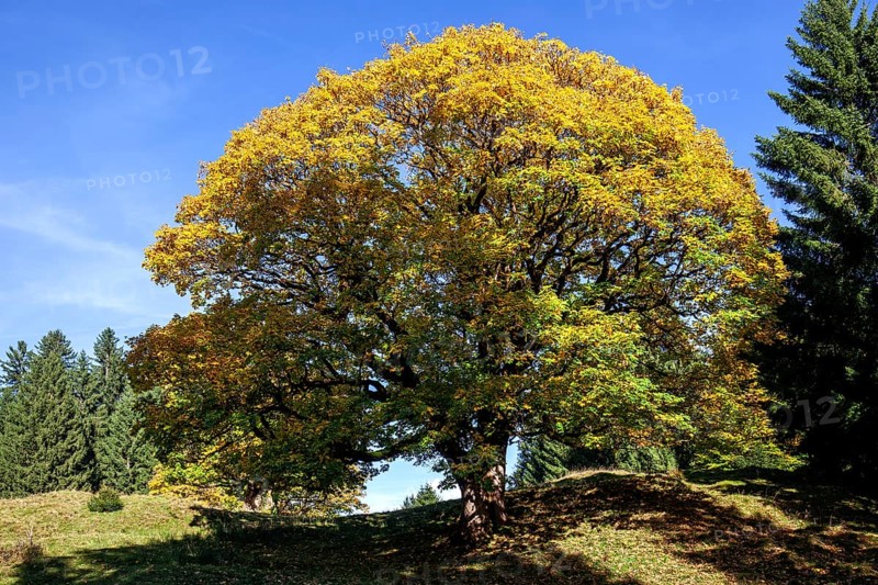 Sycamore tree in autumn colors, Hochleite, near Schwand, Oberstdorf, Oberallgäu, Allgäu, Bavaria, Germany