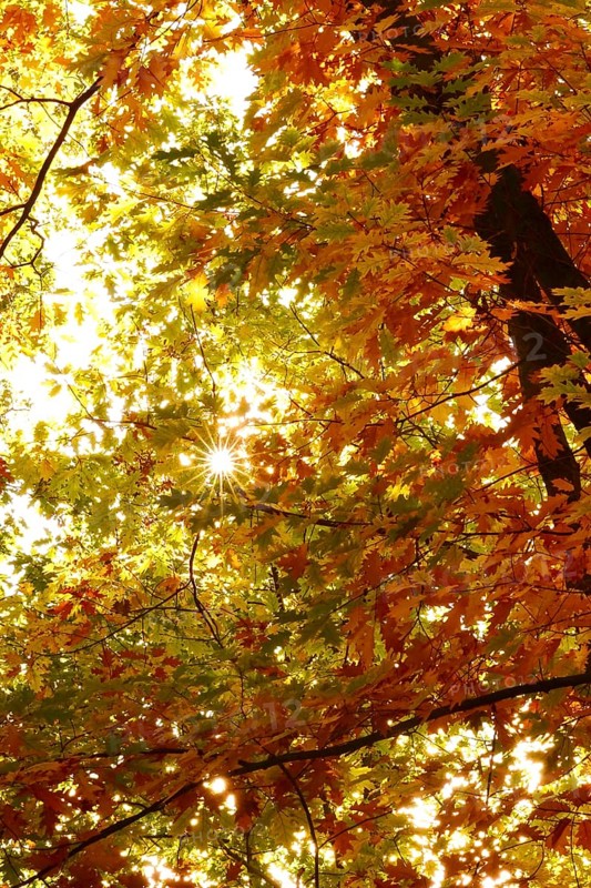 Trees in forest with autumn sun, October, Germany