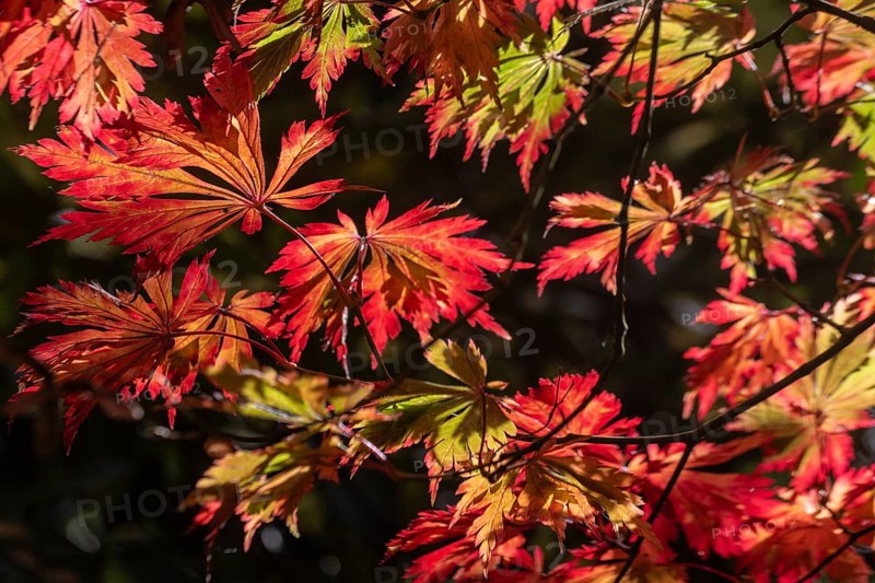Adenhut leaf maple (Acer japonicum aconitifolium), autumn leaves, Emsland, Lower Saxony, Germany