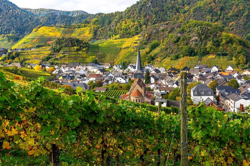 Vineyards in autumn in the central Ahr valley, near Mayschoß, Rhineland-Palatinate