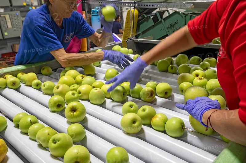 Berrien Springs, Michigan - Fresh apples are sorted and packed at Hildebrand Fruit Farms. Michigan is the second-largest grower of apples in the United States