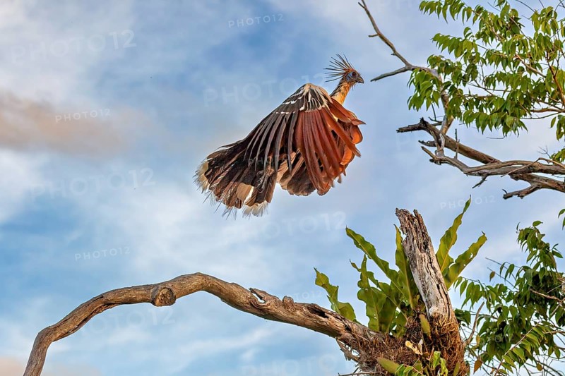 A bird with a feathered cap flies off a branch against a blue sky, the hoatzin (Opisthocomus hoazin), also known as the crested partridge, gypsy partridge or stinkbird in the pampas swamps of Bolivia