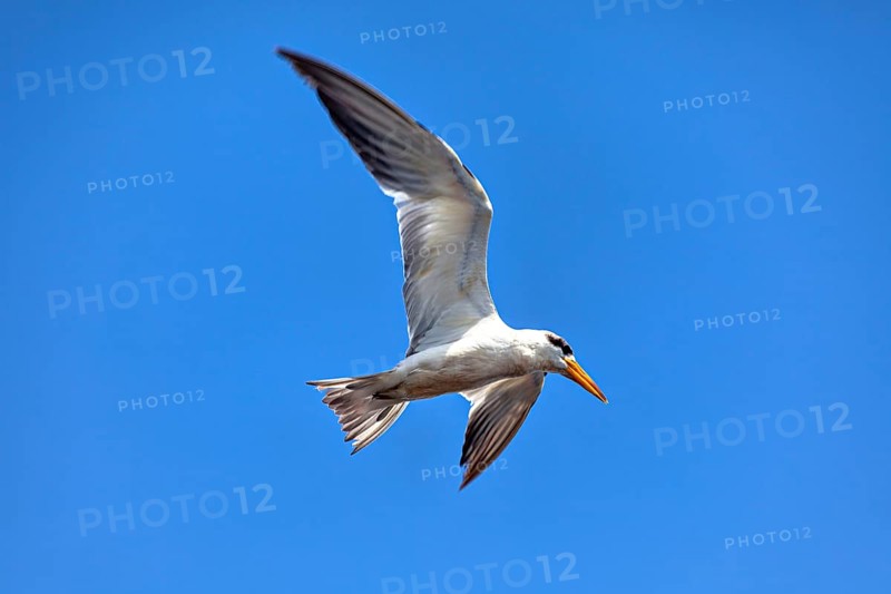 A bird with a yellow beak flies majestically against a clear blue sky, the large-billed tern (Phaetusa simplex) in the pampas swamps of Bolivia