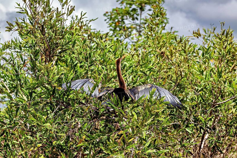 A bird sits with outstretched wings high in dense bushes under a cloudy sky, The American Darter (Anhinga anhinga) in the pampas swamps of Bolivia