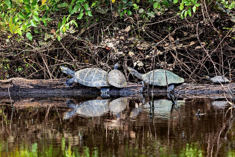 A pair of turtles on a tree trunk are seen in the calm waters of a natural environment, The Terekay rail turtle (Podocnemis unifilis) in the pampas swamps of Bolivia