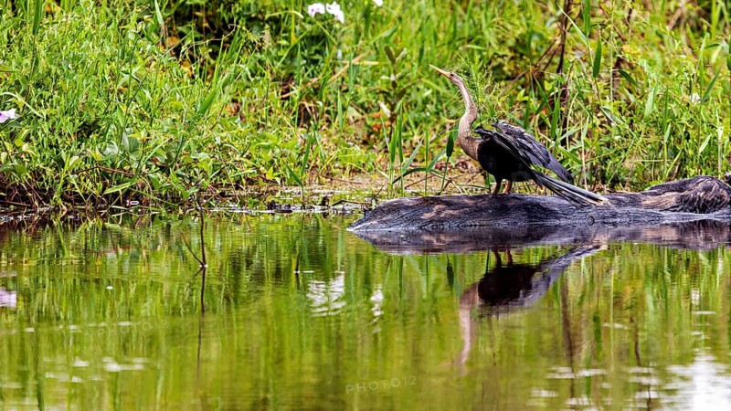 An aquatic bird is reflected in the calm water at the edge of the green shore, the American Darter (Anhinga anhinga) in the pampas swamps of Bolivia