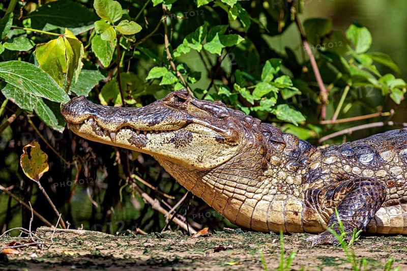 A resting crocodile lies in a green, plant-rich environment, The black caiman (Melanosuchus niger), also known as the black caiman, in the pampas swamps of Bolivia