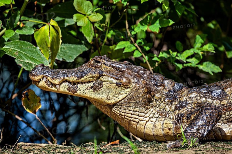 A resting crocodile lies in a green environment surrounded by plants, The black caiman (Melanosuchus niger), also known as the black caiman, in the pampas swamps of Bolivia