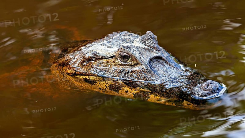 A crocodile swims partially submerged on the surface of the water, the black caiman (Melanosuchus niger), also known as the black caiman, in the pampas swamps of Bolivia