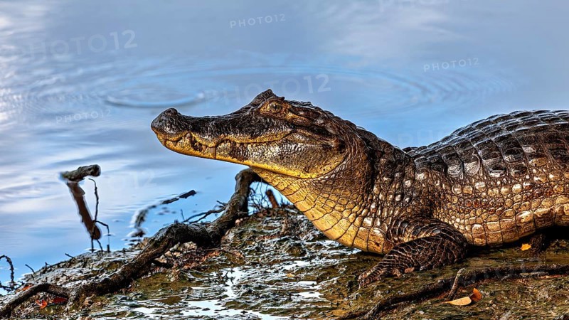 A crocodile rests on the bank of a blue water body, The black caiman (Melanosuchus niger), also known as the black caiman, in the pampas swamps of Bolivia