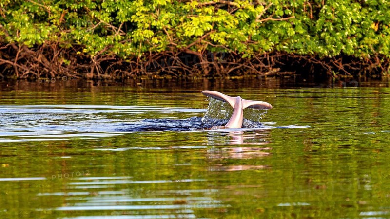 A dolphin tail dives into the calm river water against a lush green backdrop, The Bolivian river dolphin (Inia boliviensis) in the pampas swamps of Bolivia