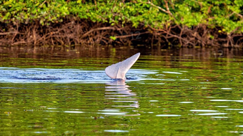 A dolphin's tail fin protrudes from the calm river in front of dense green vegetation, The Bolivian river dolphin (Inia boliviensis) in the pampas swamps of Bolivia
