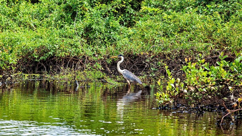 A heron stands on the bank of a body of water, surrounded by green vegetation, The Cocoi Heron (Ardea cocoi) in the Pampas swamps of Bolivia