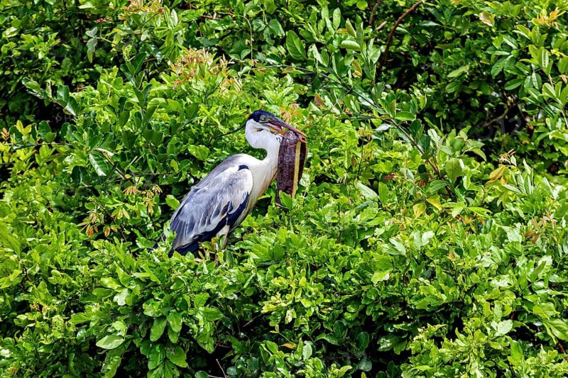 A heron sits quietly amidst dense green foliage, surrounded by the tranquillity of nature, The Cocoi Heron (Ardea cocoi) in the pampas swamps of Bolivia
