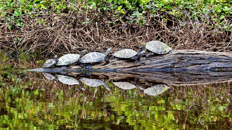 A group of turtles on a tree trunk in the water with reflection and dense vegetation, The Terekay rail turtle (Podocnemis unifilis) in the pampas swamps of Bolivia