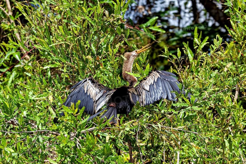 A bird spreads its wings between the green bushes, the American Darter (Anhinga anhinga) in the pampas swamps of Bolivia