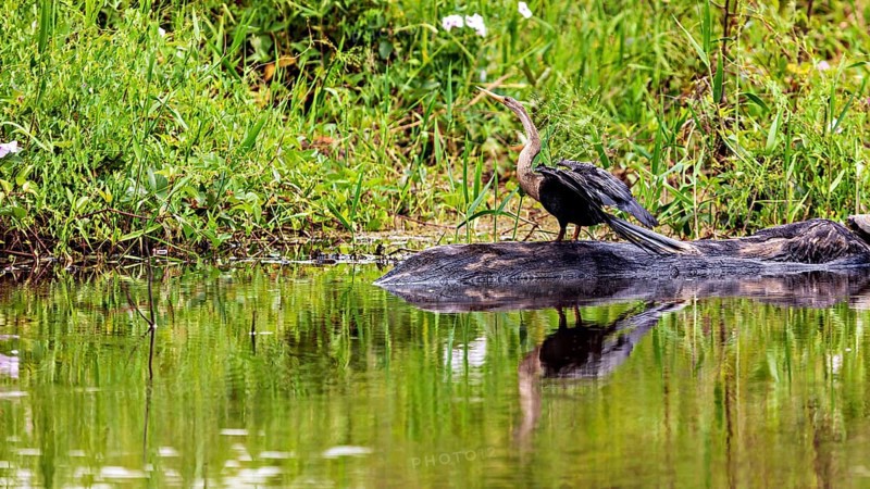 A bird on the bank of a body of water, its reflection in the calm water, The American Darter (Anhinga anhinga) in the pampas swamps of Bolivia