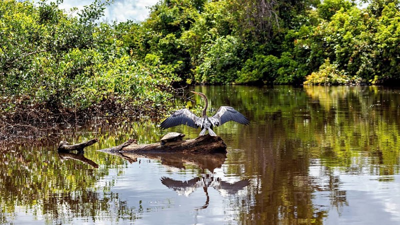 A bird with outstretched wings in the water, surrounded by natural green tones and reflections, The American Darter (Anhinga anhinga) in the pampas swamps of Bolivia