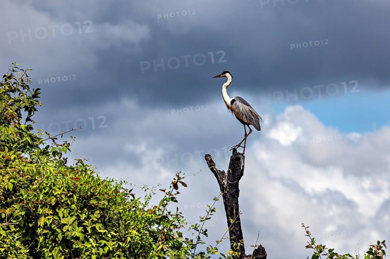 A heron perched majestically on a tree stump against a dramatic sky with clouds, The Cocoi Heron (Ardea cocoi) in the pampas swamps of Bolivia