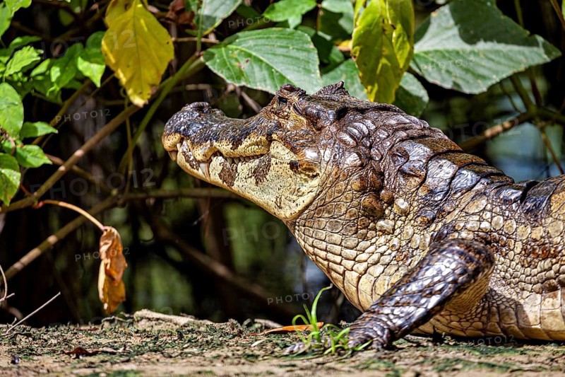 A crocodile's head rises out of the vegetation, illuminated by the sun, The black caiman (Melanosuchus niger), also known as the black caiman, in the pampas swamps of Bolivia
