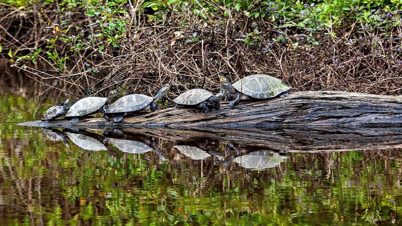 Several turtles lying on a tree trunk above the water, reflected in the water, The Terekay rail turtle (Podocnemis unifilis) in the pampas swamps of Bolivia