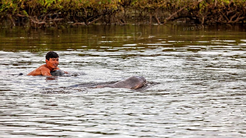 A smiling human swims next to a dolphin in a river, The Bolivian river dolphin (Inia boliviensis) in the pampas swamps of Bolivia