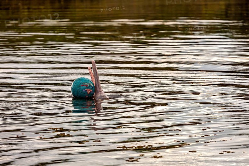 A dolphin balances a ball on the tip of its nose on the river, The Bolivian river dolphin (Inia boliviensis) in the pampas swamps of Bolivia