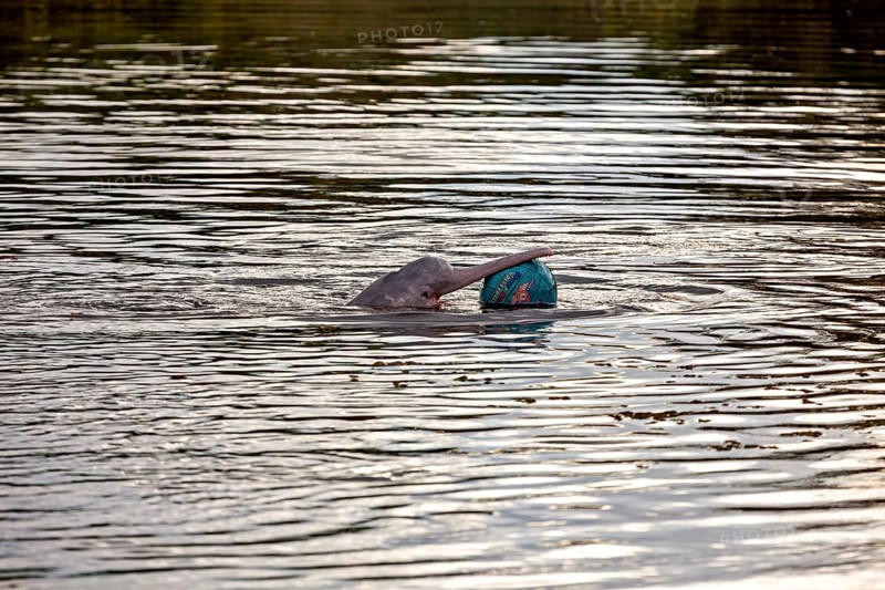 A dolphin plays with a ball on the calm surface of a river, The Bolivian river dolphin (Inia boliviensis) in the pampas swamps of Bolivia