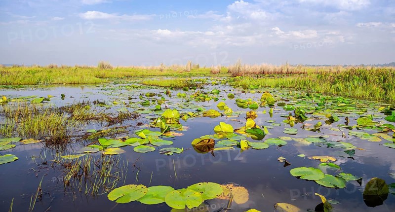 Water lilies (Nymphaeaceae), landscape at Mabamba Swamp, Lake Victoria, Uganda