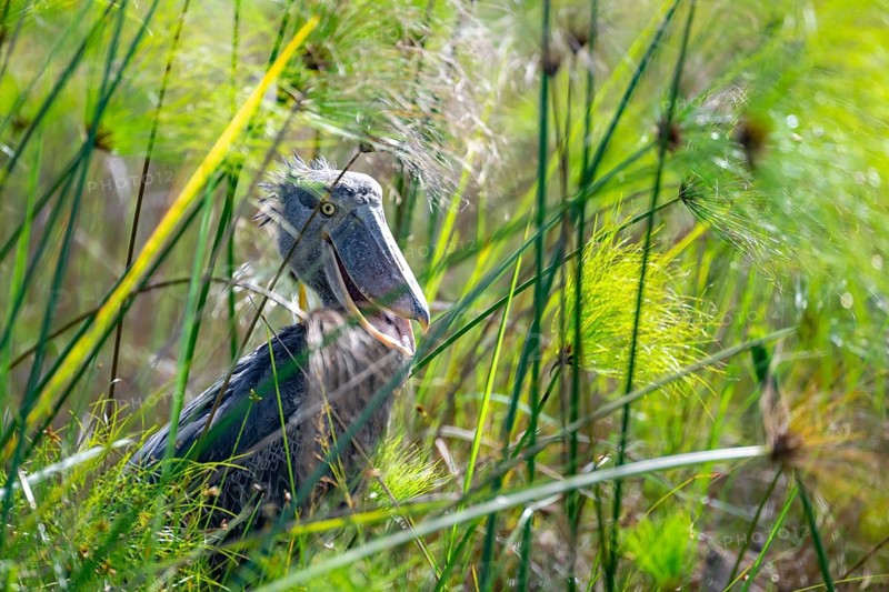 Shoebill (Balaeniceps rex) in the swamps of Mabamba, Lake Victoria, Uganda