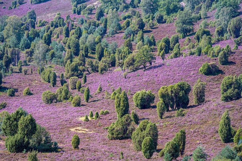 Purple flowering heath, broom heather and juniper bushes, in Totengrund, Wilsede, Lüneburg Heath nature reserve, Lower Saxony, Germany