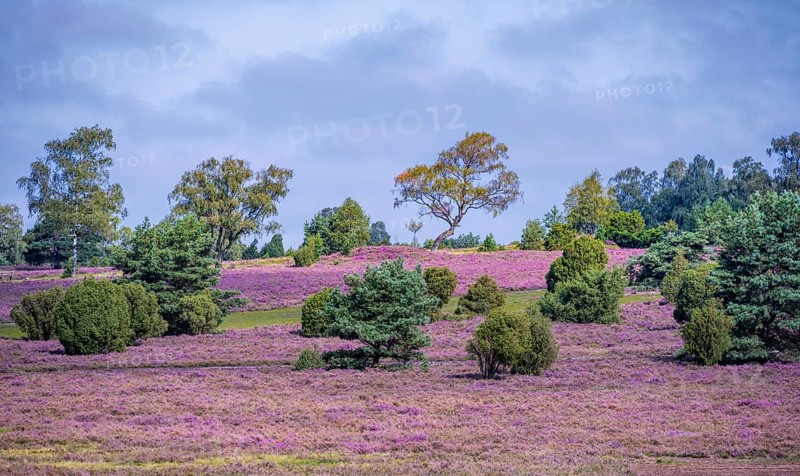 Purple flowering heath, heather and juniper bushes, Lüneburg Heath nature reserve, Lower Saxony, Germany