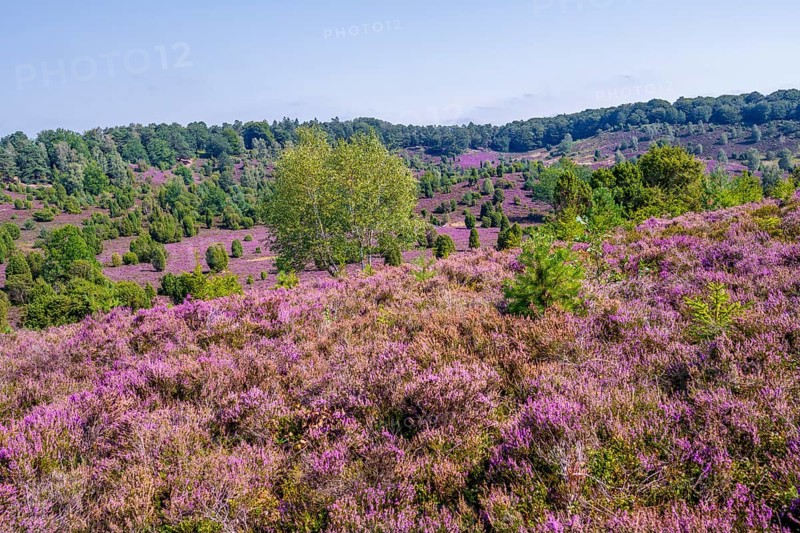 Purple flowering heath, broom heather and juniper bushes, in Totengrund, Wilsede Lüneburg Heath nature reserve, Lower Saxony, Germany