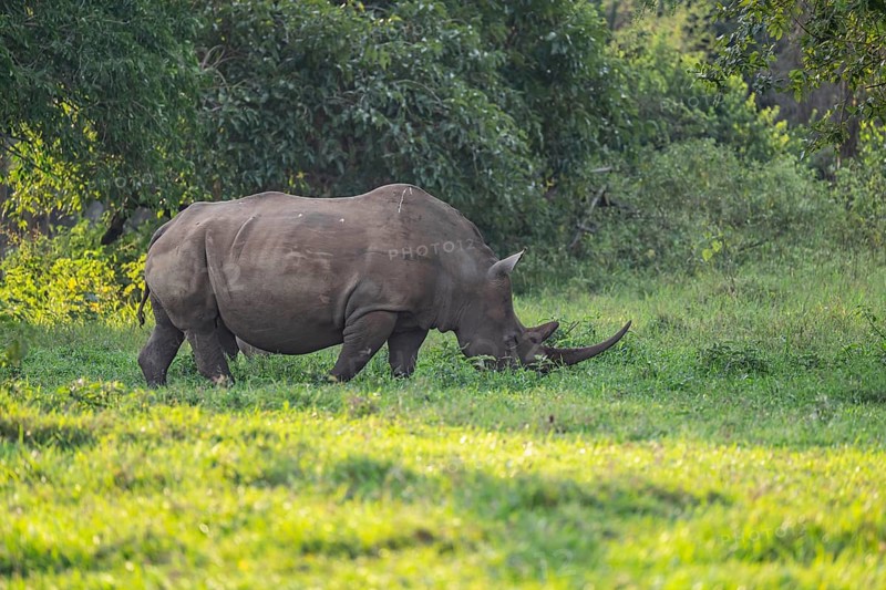 Southern white rhinoceros (Ceratotherium simum simum), Ziwa Rhino Sanctuary, Uganda