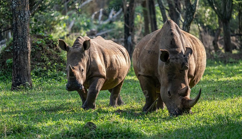 Two animals, Southern white rhinoceros (Ceratotherium simum simum), Ziwa Rhino Sanctuary, Uganda