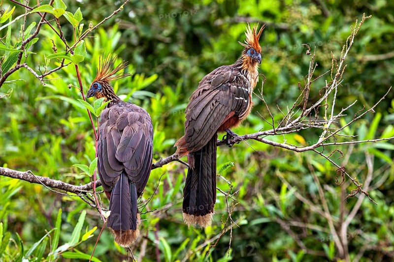 Two birds with feathered caps resting on branches in green surroundings, the hoatzin (Opisthocomus hoazin), also known as crested partridge, gypsy partridge or stinkbird in the pampas swamps of Bolivia