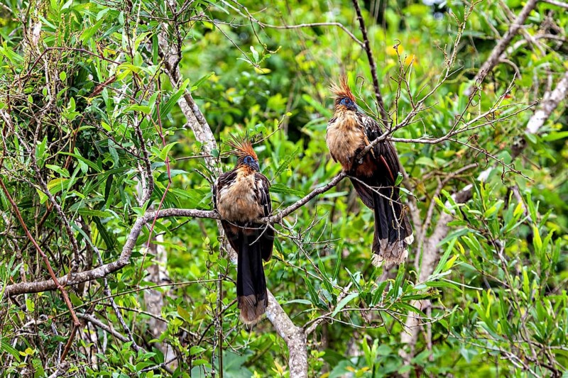 Two birds with feathered caps sitting on branched branches in green surroundings, the hoatzin (Opisthocomus hoazin), also known as crested partridge, gypsy partridge or stinkbird in the pampas swamps of Bolivia