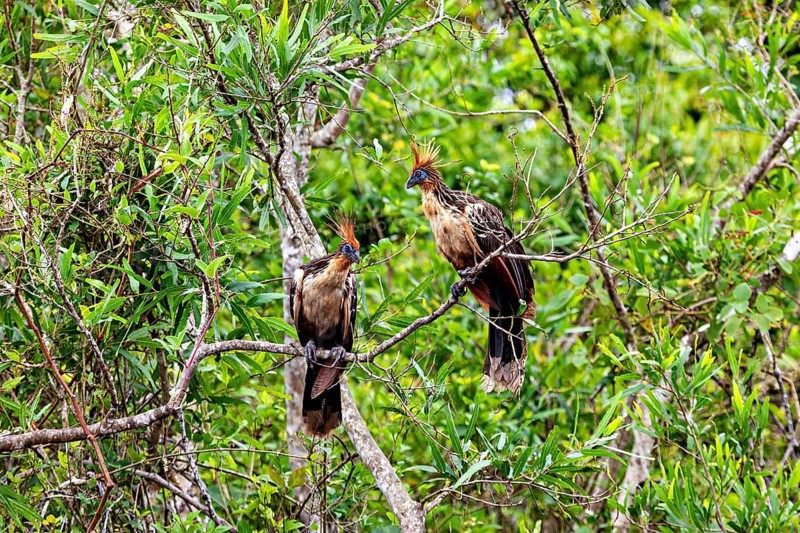 Two birds with feather crests in dense green vegetation on branches, the hoatzin (Opisthocomus hoazin), also known as crested partridge, gypsy partridge or stinkbird in the pampas swamps of Bolivia
