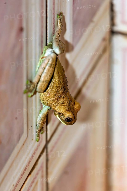 A frog climbs up a wooden wall and shows green and brown colours, Bokermannohyla frog from the jungle in Bolivia (Bokermannohyla ibitiguara)