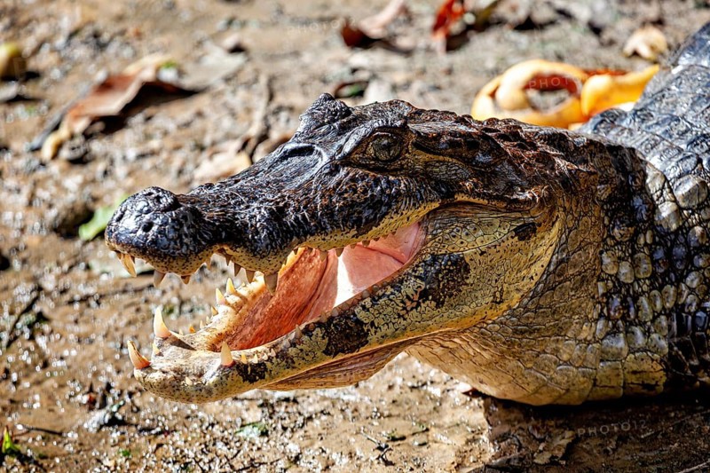 Close-up of a crocodile lying on its side with its mouth open, the black caiman (Melanosuchus niger), also known as the black caiman, in the pampas swamps of Bolivia