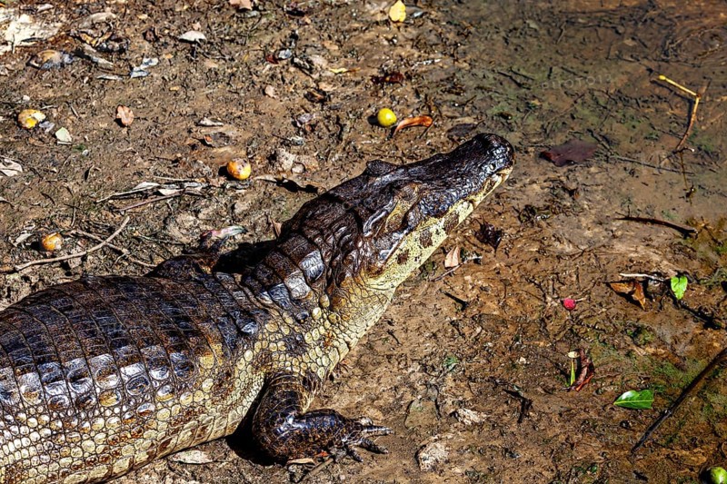 A crocodile lies on the earthy surface and looks upwards in nature, The black caiman (Melanosuchus niger), also known as the black caiman, in the pampas swamps of Bolivia