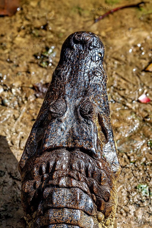 Frontal view of a crocodile on earth with focussed head, The black caiman (Melanosuchus niger), also known as the black caiman in the pampas swamps of Bolivia