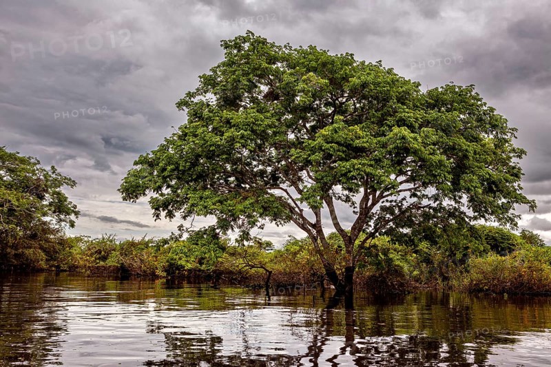 A large tree stands in the water under a cloudy sky in a tranquil landscape, The pampas swamps in the Amazon basin of Bolivia