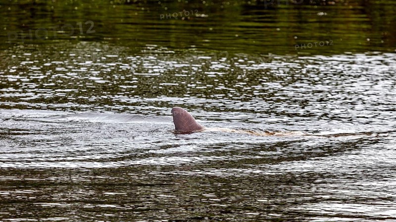 A dolphin's dorsal fin cuts through the surface of a river, The Bolivian river dolphin (Inia boliviensis) in the pampas swamps of Bolivia