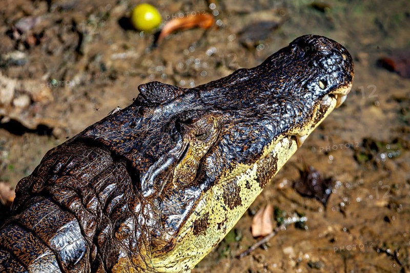 Close-up of the head of a crocodile on earthy ground, The black caiman (Melanosuchus niger), also known as the black caiman, in the pampas swamps of Bolivia